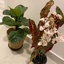 Meu projeto do curso: Home styling: decore sua casa com plantas. Un projet de Design d'interaction, Décoration, Décoration d'intérieur, DIY, Art floral et végétal , et Design d'espace de Dayane Moretto - 29.02.2024