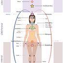 Mapa de chakras- Infografía. Infografia, Design gráfico, Ilustração vetorial, Educação, e Design de cartaz projeto de Isabel Martín - 15.02.2024