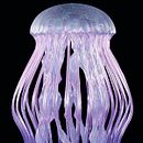 Medusa . Projekt z dziedziny  Modelowanie 3D użytkownika bogira - 03.03.2024