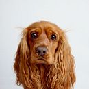 Mi proyecto del curso: Introducción a la fotografía de perros Ein Projekt aus dem Bereich Fotografie, Porträtfotografie, Studiofotografie, Dokumentarfotografie, Lifest, le-Fotografie und Interieurfotografie von Andii Alberts - 01.03.2024