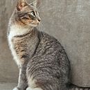 Mi proyecto del curso: Introducción a TikTok para creativos . Fotografie, Marketing, Social Media, Marketing digital, Marketing de conținut, Comunicare și Fotografii de stil de viață de Edson Palomino Rojas - 02.29.2024