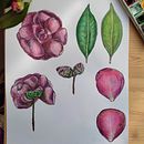 Il mio progetto del corso: Illustrazione botanica con acquerello. Traditional illustration, Fine Arts, Painting, Drawing, Watercolor Painting, and Botanical Illustration project by Stefania Neri - 03.07.2024