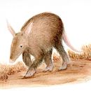 Cerdo hormiguero (Orycteropus afer) . % lorena_romero tarafından hazırlanan Sulubo, a Resim, Doğalcı İllüstras, on, Geleneksel illüstras, on, Ve Gerçekçi Çizim projesi - 03.06.2024
