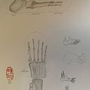 Mon projet du cours : Dessin anatomique des membres, des mains et des pieds. Artes plásticas, Esboçado, Desenho a lápis, Desenho, Desenho de retrato, Desenho realista, Desenho artístico, Sketchbook, Desenho anatômico e Ilustração com tinta projeto de anna_des98 - 10.03.2024