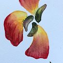 Meu projeto do curso: Aquarela floral: conecte-se com a natureza . Ilustrație tradițională, Pictura, Pictură în acuarelă & Ilustrație botanică de Tereza Karam - 03.10.2024