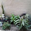 Mi proyecto del curso: Diseño de espacios verdes para tu casa. Un proyecto de Paisajismo, Diseño floral, vegetal y Diseño de espacios de NORMA ALICIA MARQUEZ DE LA CRUZ - 06.03.2024