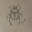 Trypocopris Vernalis Beetle, "the shinning beetle". Traditional illustration project by Alexandra Galvan Salido - 12.09.2023