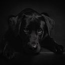 Il mio progetto del corso: Introduzione alla fotografia di cani. Un proyecto de Fotografía, Fotografía de retrato, Fotografía de estudio, Fotografía documental, Fotografía Lifest, le y Fotografía en interiores de Sabrina tarantino - 17.03.2024