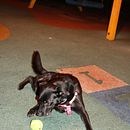 Meu projeto do curso: Fotografia lifestyle de cachorros. Een project van Fotografie, Portretfotografie, Fotografie voor Instagram,  Documentairefotografie, Lifest y le fotografie van Mónica Judá Ramires - 21.03.2024