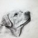 My project for course: Animal Illustration with Charcoal and Ink. Un proyecto de Bellas Artes, Dibujo, Ilustración con tinta e Ilustración naturalista				 de Emma B - 17.03.2024