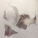 My project for course: Artistic Watercolor Techniques for Illustrating Birds . % jumamurphy tarafından hazırlanan Geleneksel illüstras, on, Sulubo, a Resim, Gerçekçi Çizim, Doğalcı İllüstras, Ve on projesi - 03.25.2024