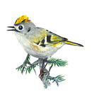 Oiseaux à l'aquarelle. Un proyecto de Ilustración tradicional de maela_adam - 25.03.2024