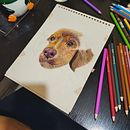 Mi proyecto del curso: Retratos de Mascotas en Lápices de Colores Ein Projekt aus dem Bereich Traditionelle Illustration und Naturalistische Illustration von Monica Vazquez - 25.03.2024