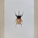 Insetos. Projekt z dziedziny Trad, c, jna ilustracja i Malowanie akwarelą użytkownika Laura Hauly - 26.03.2024