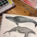 Mi proyecto del curso: Técnicas de ilustración naturalista: ballenas en acuarela Ein Projekt aus dem Bereich Bildende Künste, Malerei, Aquarellmalerei und Naturalistische Illustration von Veronica Ruiz - 27.03.2024