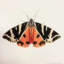 Mariposa. Projekt z dziedziny Trad, c, jna ilustracja i Malowanie akwarelą użytkownika Laura Hauly - 27.03.2024