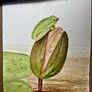 ‌Illustration of Natural Elements in Watercolor. Un projet de Aquarelle de elizcampos_silva - 28.03.2024