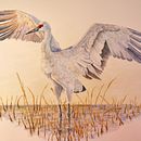 My project for course: Naturalist Bird Illustration with Watercolors  SANDHILL CRANE . Ilustrație tradițională, Pictură în acuarelă, Desen realist & Ilustrație naturalistă de dcranes2damron - 03.29.2024
