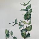 My project for course: Illustrating the Natural World with Watercolor and Charcoal. Un proyecto de Ilustración tradicional, Pintura e Ilustración naturalista				 de Sylvia Thorp - 30.03.2024