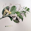 Mi proyecto del curso: Acuarela botánica: ilustra el arte y la ciencia. Traditional illustration, Fine Arts, Painting, Drawing, Watercolor Painting, and Botanical Illustration project by Cristina Goodall - 06.15.2024