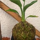Mi proyecto del curso: Kokedamas: crea macetas naturales de musgo. Un proyecto de Artesanía, Diseño de interiores, Paisajismo, Decoración de interiores, DIY, Diseño floral y vegetal de Noelia - 31.03.2024
