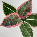 My project for course: Botanical Watercolor for Patterns. Un projet de Illustration traditionnelle, Création de motifs, Aquarelle et Illustration botanique de elizcampos_silva - 05.04.2024