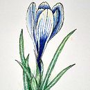 Mein Abschlussprojekt für den Kurs: Naturillustration mit Aquarell und Stift. Un proyecto de Ilustración tradicional, Bellas Artes, Pintura, Dibujo, Pintura a la acuarela e Ilustración botánica de Ulrich Ludwig - 05.04.2024