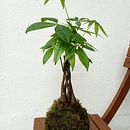 Mi proyecto del curso: Kokedamas: crea macetas naturales de musgo. Un projet de Artisanat, Design d'intérieur, Pa, sagisme, Décoration, DIY , et Art floral et végétal de adalbertbrugui - 06.04.2024