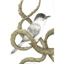 Il mio progetto del corso: Illustrazione surrealista ispirata alla natura. Ilustração tradicional, Desenho a lápis, Desenho, Desenho artístico, Ilustração naturalista, e Desenho com lápis de cor projeto de Chiara Diana - 06.04.2024