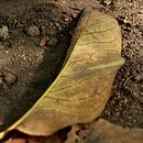 Mi proyecto del curso: Introducción a la fotografía digital Ein Projekt aus dem Bereich Fotografie und Digitalfotografie von alanisaacgomez - 11.04.2024