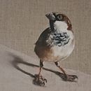 My project for course: Classical Oil Painting for Naturalist Bird Portraiture Ein Projekt aus dem Bereich Bildende Künste, Malerei, Ölmalerei und Naturalistische Illustration von bridie_2 - 11.04.2024