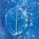 Il mio progetto del corso: Cianotipia: tecnica di stampa con la luce Ein Projekt aus dem Bereich H, werk, Bildende Künste, Prägung, DIY und Analogfotografie von Anna Caberlon - 14.04.2024