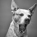 Yawn. Un progetto di Fotografia di yerffejytnac - 07.04.2024