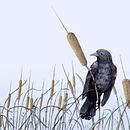 My project for course: Naturalist Illustration with Ballpoint Pen  Ein Projekt aus dem Bereich Traditionelle Illustration, Zeichnung, Realistische Zeichnung und Naturalistische Illustration von S. Teabo - 23.04.2024