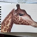 Mi proyecto del curso: Ilustración realista en acuarela de la vida salvaje. Un proyecto de Bellas Artes, Pintura, Pintura a la acuarela e Ilustración naturalista				 de Valentina Folch - 24.04.2024