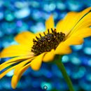 Macromundos. Un proyecto de Fotografía, Fotografía digital, Fotografía artística, Composición fotográfica, Teoría del color y Narrativa de ejunior1254 - 24.04.2024