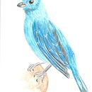 Mi proyecto del curso: Ilustración naturalista de aves con acuarela. Un progetto di Illustrazione tradizionale, Pittura ad acquerello, Disegno realistico e Illustrazione naturalistica di Juan Camilo Acosta Castrillon - 26.04.2024