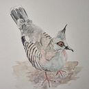 My project for course: Naturalist Bird Illustration with Watercolors. Un projet de Illustration traditionnelle, Aquarelle, Dessin réaliste et Illustration naturaliste de Wendy Allison - 26.04.2024