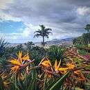 Madeira . Un projet de Photographie de Edyta Czuprynska - 27.04.2024