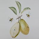 Mijn project van de cursus: Realistisch botanisch illustreren: vind je toevlucht in de natuur. Un proyecto de Pintura, Pintura a la acuarela, Ilustración botánica e Ilustración naturalista				 de Anita van de Klashorst - 01.05.2024
