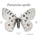 Parnassius apollo. Un progetto di Belle arti, Illustrazione digitale, Disegno realistico, Disegno artistico e Illustrazione naturalistica di btrizg - 03.12.2023