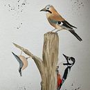 Mein Abschlussprojekt für den Kurs: Waldvögel am toten Baumstamm . Ilustrație tradițională, Pictură în acuarelă, Desen realist & Ilustrație naturalistă de b_tschuppert - 05.07.2024