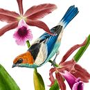 Black-backed tanager / Saíra-sapucaia. Un proyecto de Bellas Artes, Ilustración tradicional, Ilustración botánica, Ilustración con tinta, Ilustración naturalista				, Pintura y Pintura a la acuarela de Marcellus Nishimoto - 08.05.2024