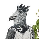 Harpy-eagle / Harpia. Un proyecto de Bellas Artes, Ilustración tradicional, Ilustración botánica, Ilustración con tinta, Ilustración naturalista				, Pintura y Pintura a la acuarela de Marcellus Nishimoto - 08.05.2024