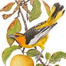 Bullock’s oriole / Corrupião-de-bullock. Un proyecto de Bellas Artes, Ilustración tradicional, Ilustración botánica, Ilustración con tinta, Ilustración naturalista				, Pintura y Pintura a la acuarela de Marcellus Nishimoto - 08.05.2024