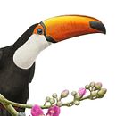Toco toucan / Tucano-toco . Un proyecto de Bellas Artes, Ilustración tradicional, Ilustración botánica, Ilustración con tinta, Ilustración naturalista				, Pintura y Pintura a la acuarela de Marcellus Nishimoto - 08.05.2024