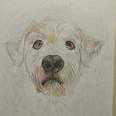 My project for course: Pet Portraits in Colored Pencils . % Ismini Mylona tarafından hazırlanan Geleneksel illüstras, on, Doğalcı İllüstras, Ve on projesi - 05.09.2024