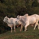 "Tarde de Granja & Viñedo" Mi proyecto del curso: Introducción a la fotografía de viaje. Projekt z dziedziny Fotografia,  Fotografia plenerowa, Fotografia na Instagram, Fotografia dokumentalna,  Kompoz i cja w fotografii użytkownika Juan José Muñoz Parra - 10.05.2024