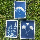 My project for course: Cyanotype: Printing with Light. Een project van Craft,  Beeldende kunst, Printen, DIY y  Analoge fotografie van Danielle Grace - 12.05.2024