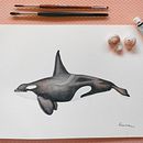 Mi proyecto del curso: Técnicas de ilustración naturalista: ballenas en acuarela. Un projet de Beaux Arts, Peinture, Aquarelle et Illustration naturaliste de Fabiola Ramírez Rojas - 14.05.2024